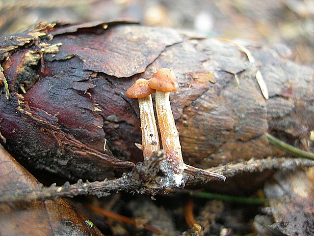 Galerina spec. Cod.: DSCN 9473